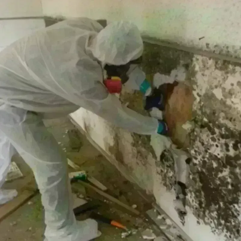 Mold Remediation and Removal in Moscow Mills, MO